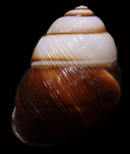 Camaena aratus  43.8mm F++/F+++