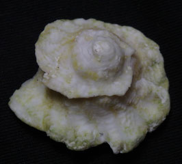 Astralium lapillus  29.3mm F++/F+++