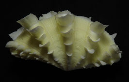 Bivalvia  squamosa  88.1mm F+++