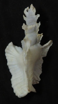 Pterynotus elongatus  84.9mm F++/F+++