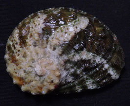 Haliotis ovina volcanius  45.7mm F+++
