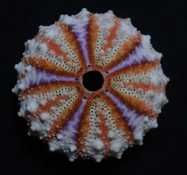 Coelopleurus maculatus  36.1mm F+++,