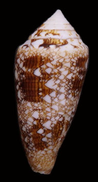 Conus telatus  61.7mm  F+++