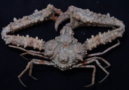 Spinolambrus macrochelos  39mm sea crabs taxidermy