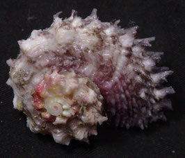 Angaria aculeata   40.3mm F++