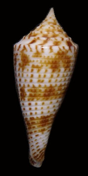 Conus comatosa  41.9mm F+++