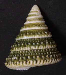 Tectus triserialis  48.3mm F+++