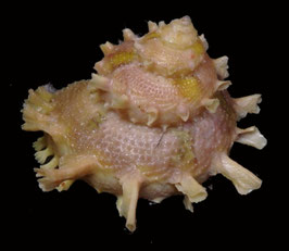 Bolma girgyllus 53.8mm F++/F+++