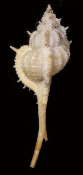 Murex mindanaoensis  85.7mm F+++