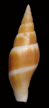 Calcimitra marrowi  54.7mm F++