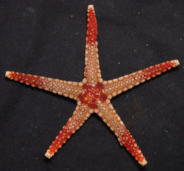 Starfish species  86mm F+++ sun dried
