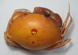 Carpilius convexus  85mm dried preserved crabs