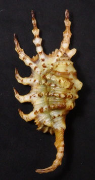 Lambis scorpius  121.2mm F+++ more spines