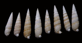 Rhinoclavis fasciatus   36.9mm - 46.4mm F+++