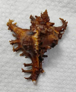 Chicoreus ramosus  49mm F+++