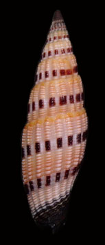 Vexillum sanguisugum  42.3mm F++