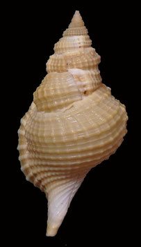 Distorsio reticulata  71mm F+++
