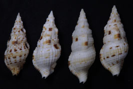 Colubraria muricata   65.2mm- 76.3mm F+++