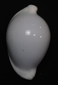 Ovula ovum  87.7mm F+++