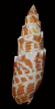 Mitra stictica  61.3mm F+++