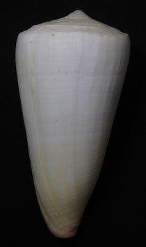 Conus coelinae  94.6mm F++