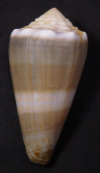 Conus lividus 66.4mm F+++