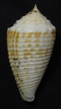 Conus rolani  47.2mm F+++