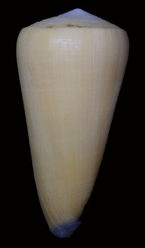 Conus virgo 118.6mm F+++