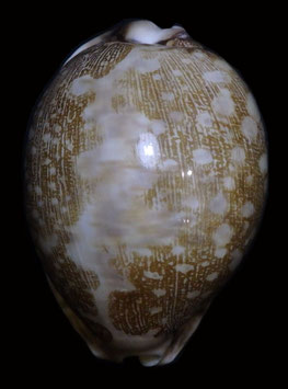 Cypraea mappa  80.2mm F+++