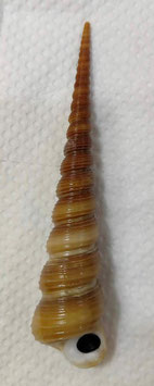 Turritella terebra  132.1mm F+++