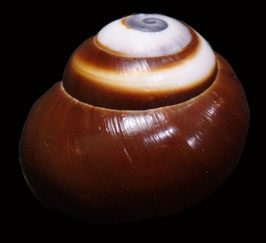 Calocochlea roissyana   29.7mm F+++