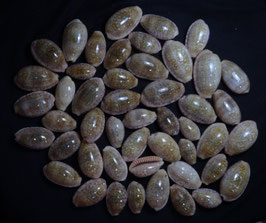 Cypraea chinensis  26mm - 46mm F+++