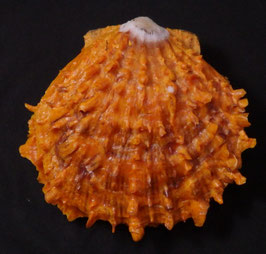 Spondylus flabellum 82.2mm F+++