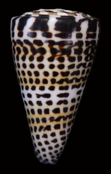 Conus litteratus 73.1 mm F+++