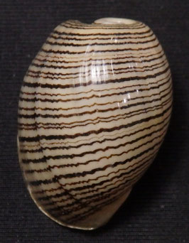 Hydatina physis  26.7mm F+++
