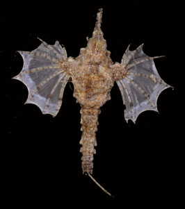 Flying fish species  71.3mm  dried preserved