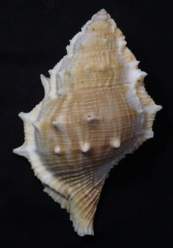 Bufonaria perelegans 109.4mm F+++