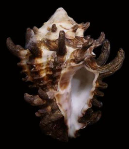 Vasum tubiferum  89.4mm F++/F+++