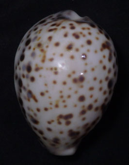 Cypraea tigris  pardalis  68.5mm F+++
