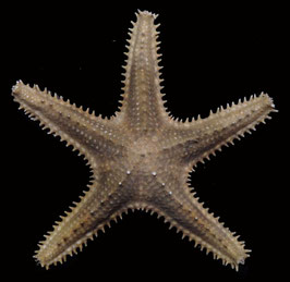 starfish species 150.6mm  sun dried