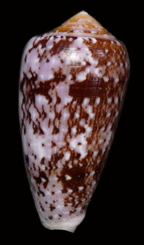 Conus floccatus  62.8mm F+++