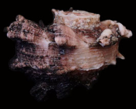 Angaria delphinus incisa   49.6mm F+++