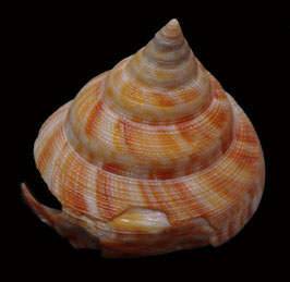 Mikadotrochus hirasei  59 mm F+