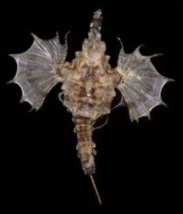 Flying fish species  75.5mm  dried preserved