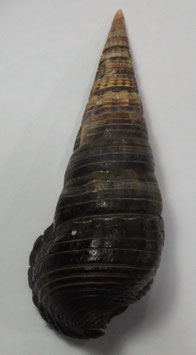 Terebralia palustris  110.5mm F++/F+++