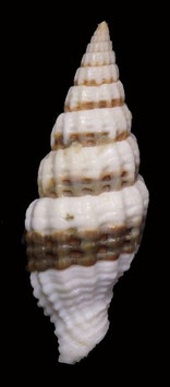 Vexillum  unifasciatum  37.4mm F+++