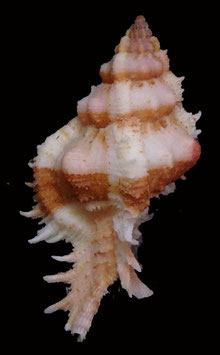 Chicomurex venustulus  52mm F+++
