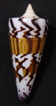 Conus generalis 47.7mm F+++
