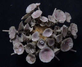 Goniocidaris clypeata  63mm fine preserved