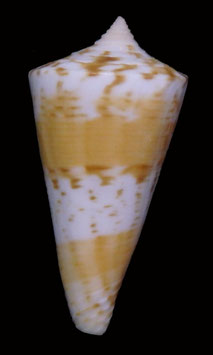 Conus voluminalis  37.6mm F+++